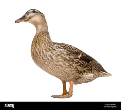 Mallard female duck