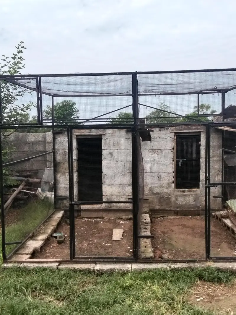 Pigeon,Hen Cage — photo 2