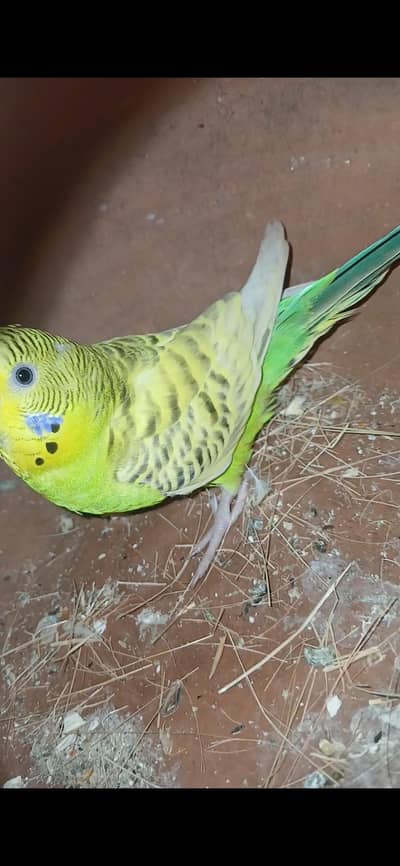 TcbBudgies Female