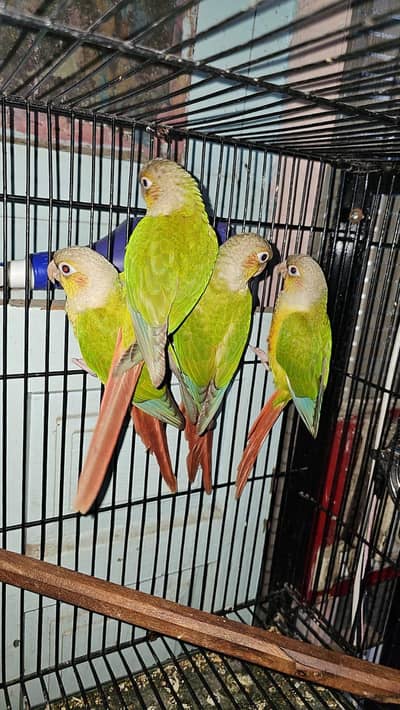 ready to first breed pineapple conure