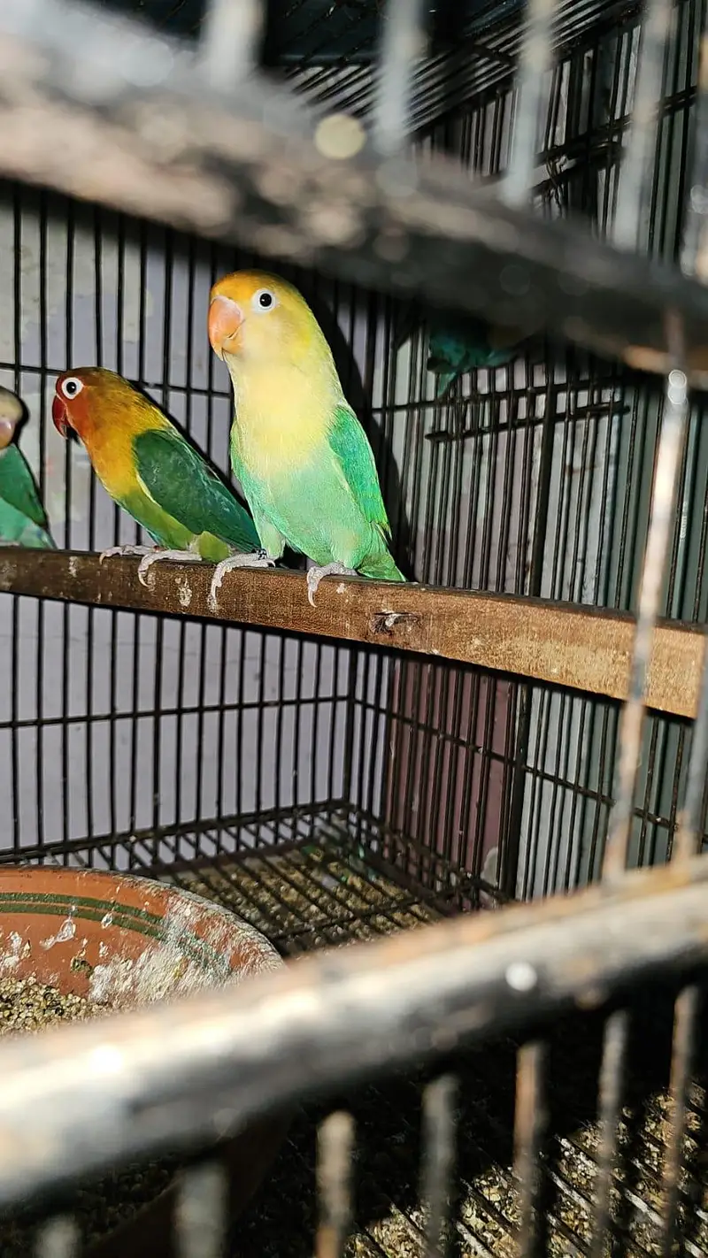 ready to first breed pineapple conure — photo 2