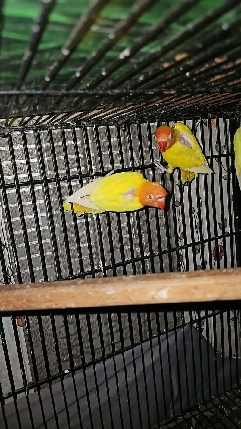 ready to first breed pineapple conure — photo 3
