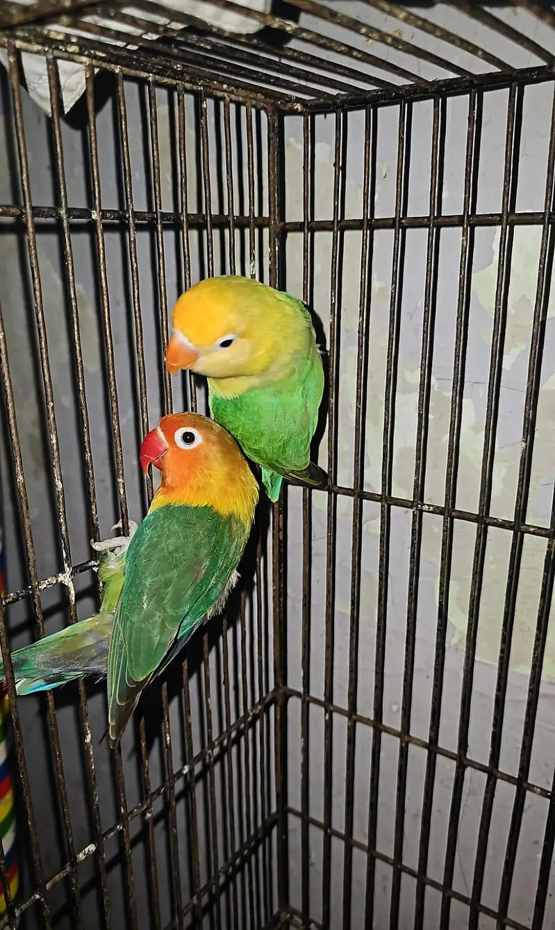 ready to first breed pineapple conure — photo 4