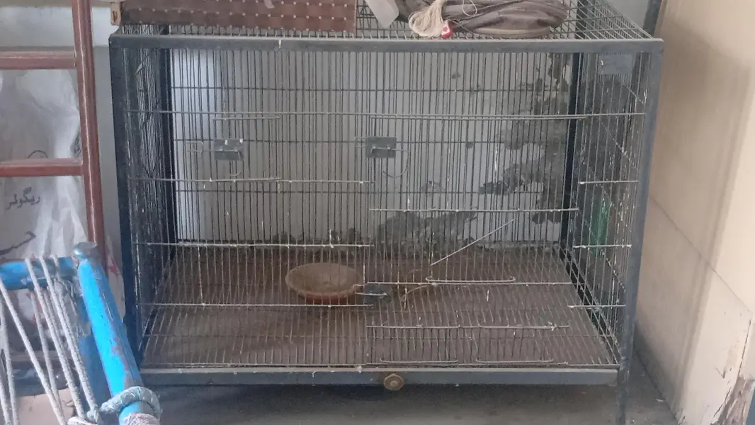 Cages Available for sale — photo 6