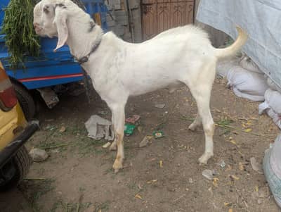 Rajanpuri Cross Mundar Best For breeding2027 Qurbani