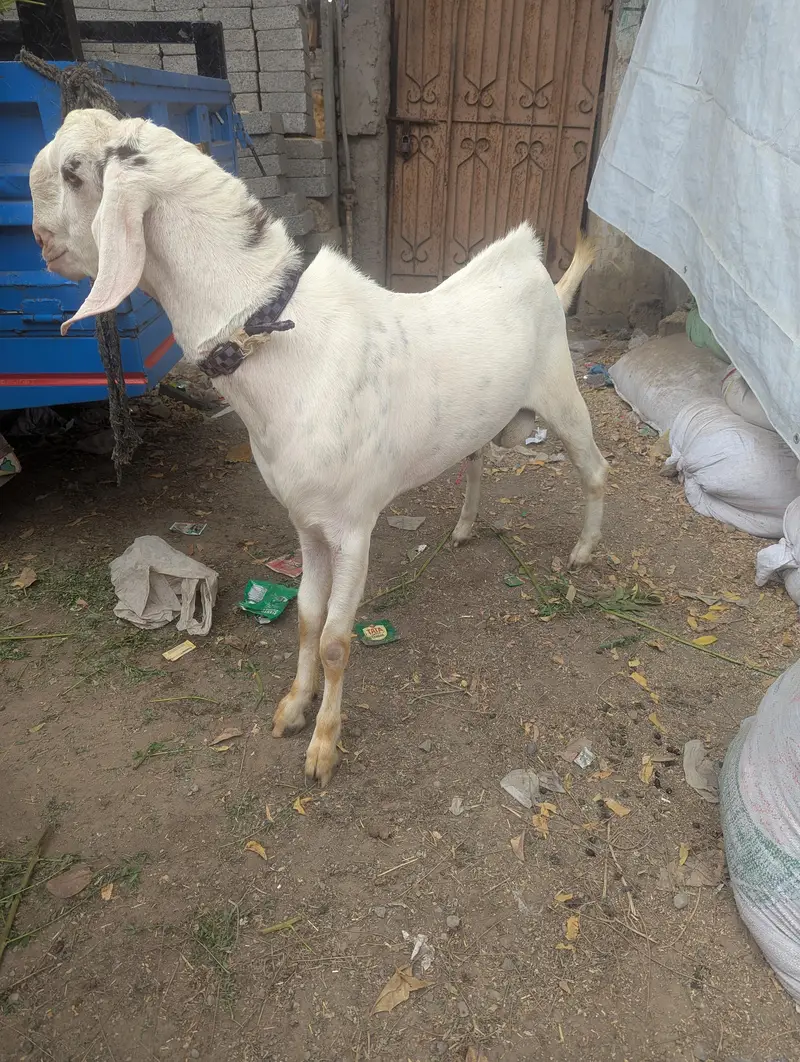 Rajanpuri Cross Mundar Best For breeding2027 Qurbani — photo 2