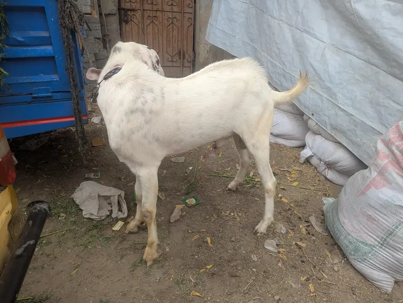 Rajanpuri Cross Mundar Best For breeding2027 Qurbani — photo 3
