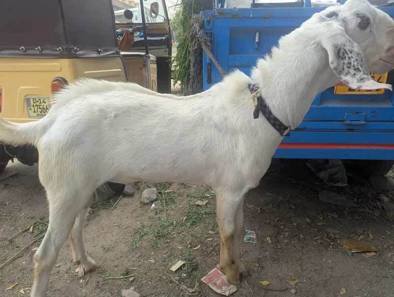 Rajanpuri Cross Mundar Best For breeding2027 Qurbani — photo 4