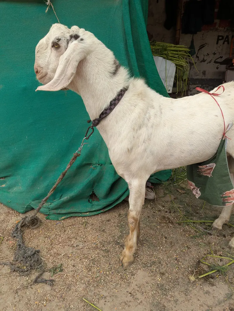 Rajanpuri Cross Mundar Best For breeding2027 Qurbani — photo 5
