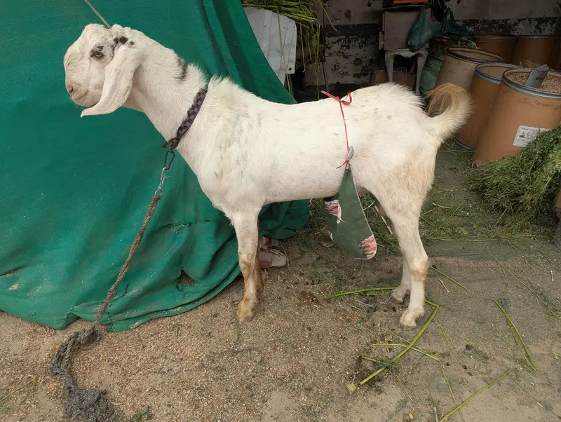 Rajanpuri Cross Mundar Best For breeding2027 Qurbani — photo 6