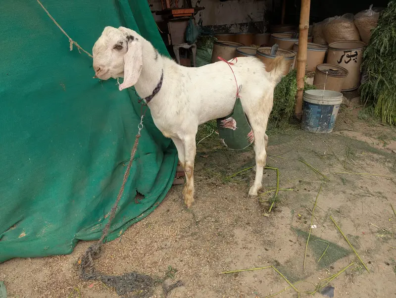 Rajanpuri Cross Mundar Best For breeding2027 Qurbani — photo 7