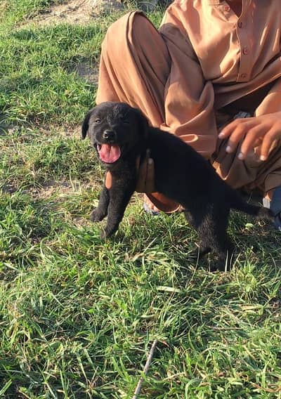 Black Garman shapherd Male
