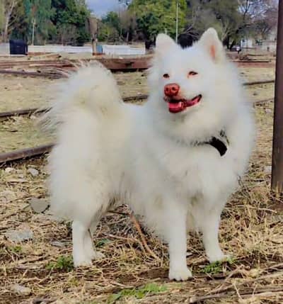 Russian male dog 2 year