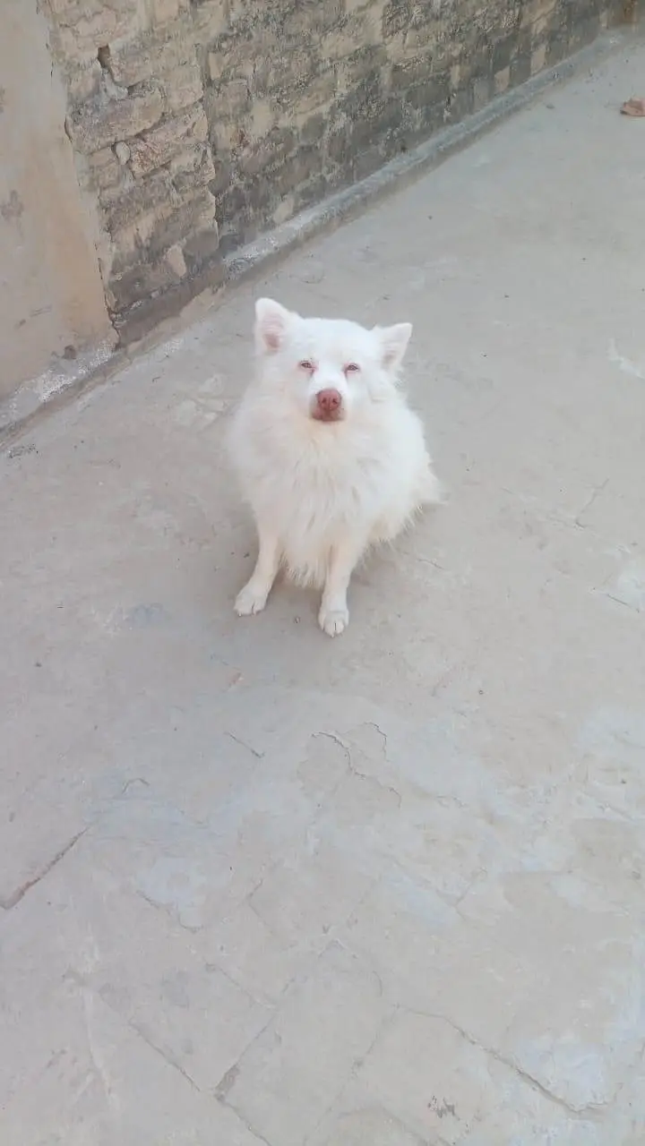 Russian male dog 2 year — photo 2