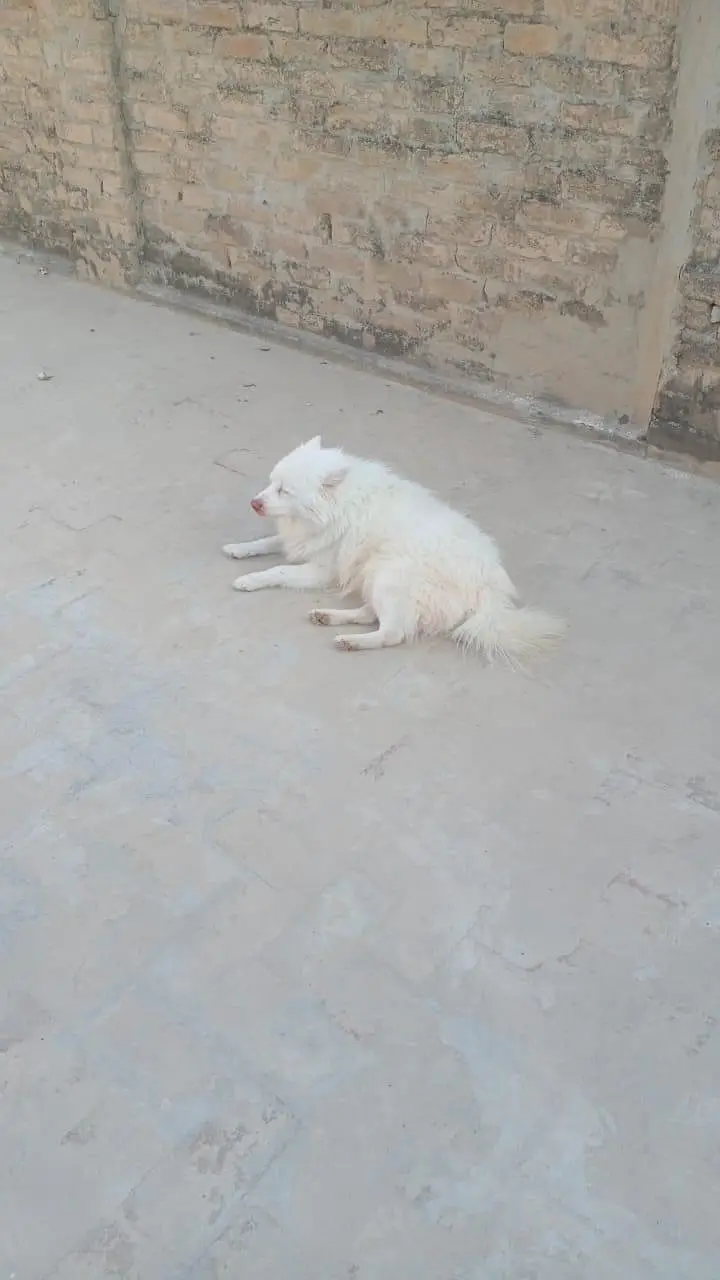 Russian male dog 2 year — photo 3