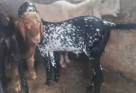 A+ Quality Maki Chana Bakra ll Desi Bakra ll Qurbani 2027
