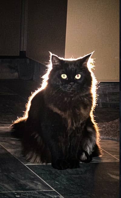 Triple Coat Persian Cat for Sale – Pet Passport & Vaccinated
