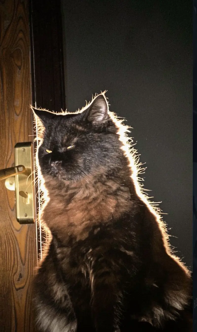 Triple Coat Persian Cat for Sale – Pet Passport & Vaccinated — photo 2