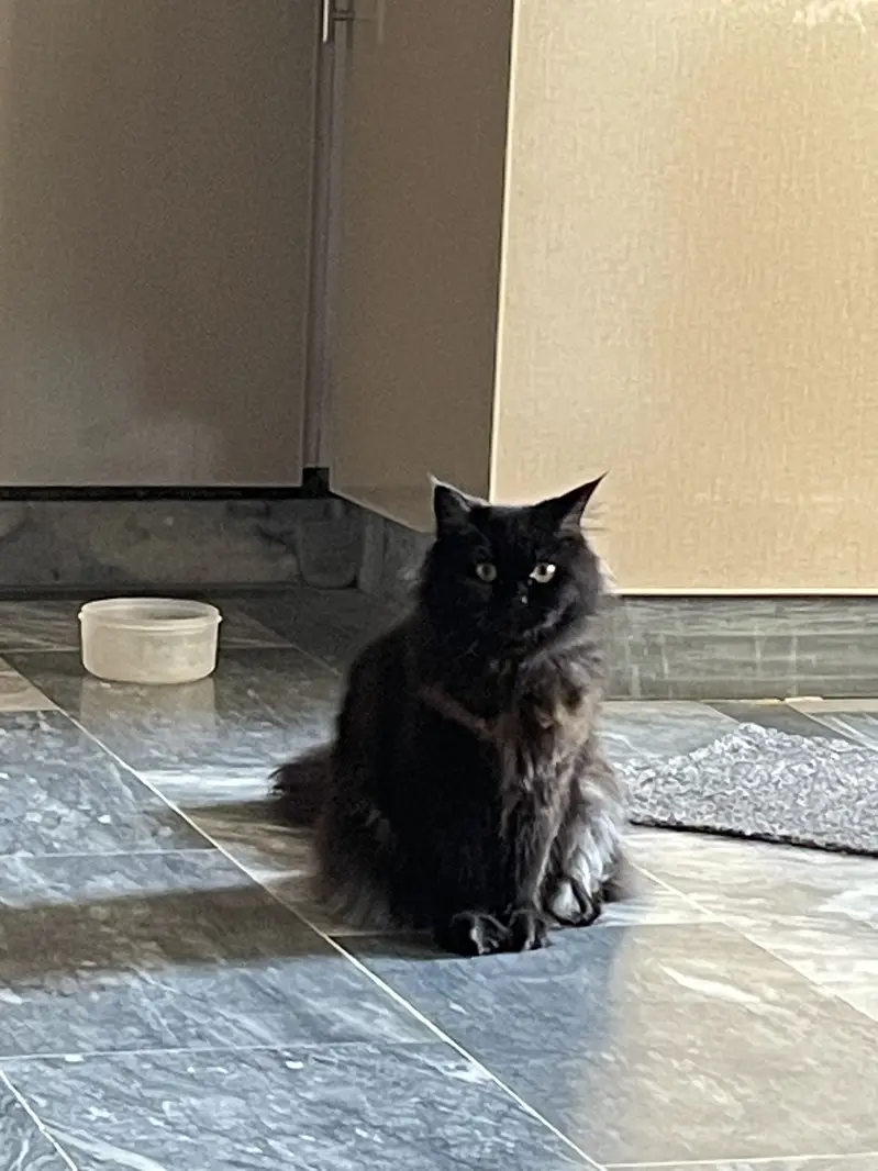 Triple Coat Persian Cat for Sale – Pet Passport & Vaccinated — photo 3
