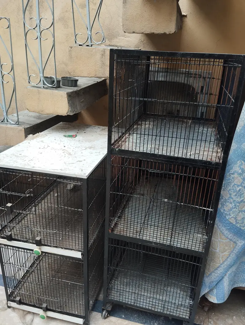 Birds cage for hen and parrots. . . . . — photo 2
