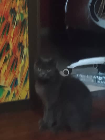 British short hair female cat for sale