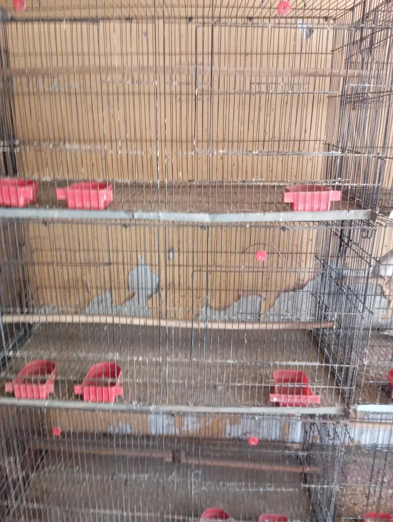 parrot cages 15 peice — photo 2
