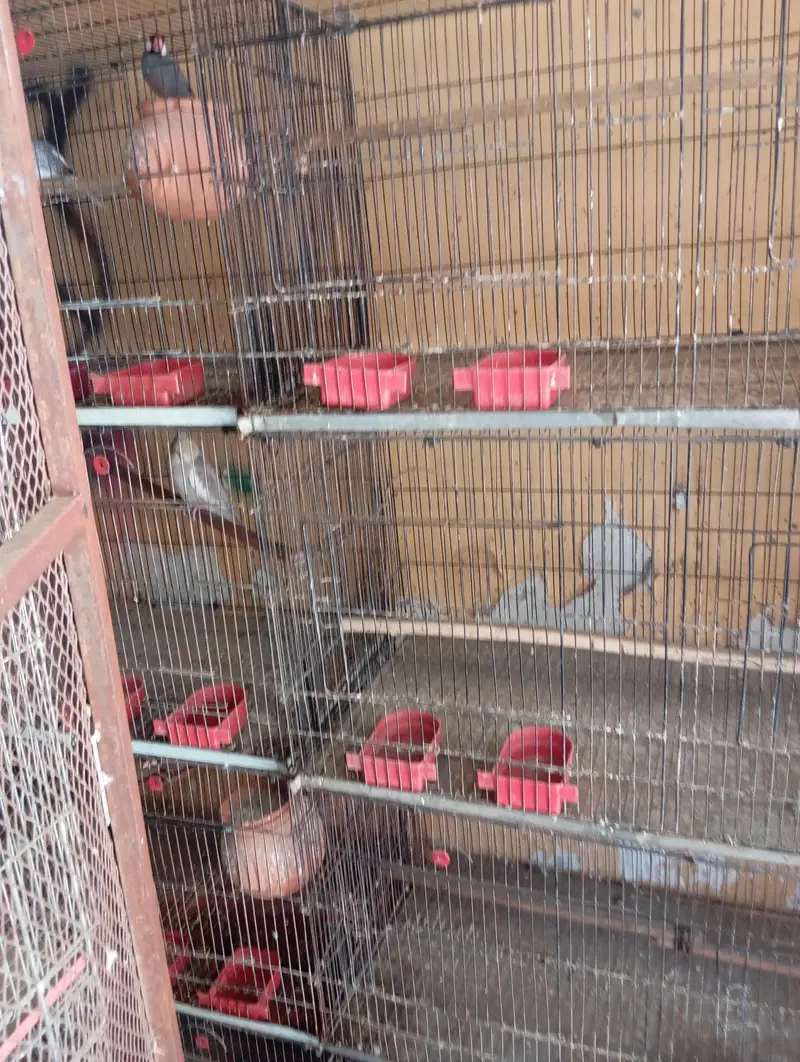 parrot cages 15 peice — photo 3