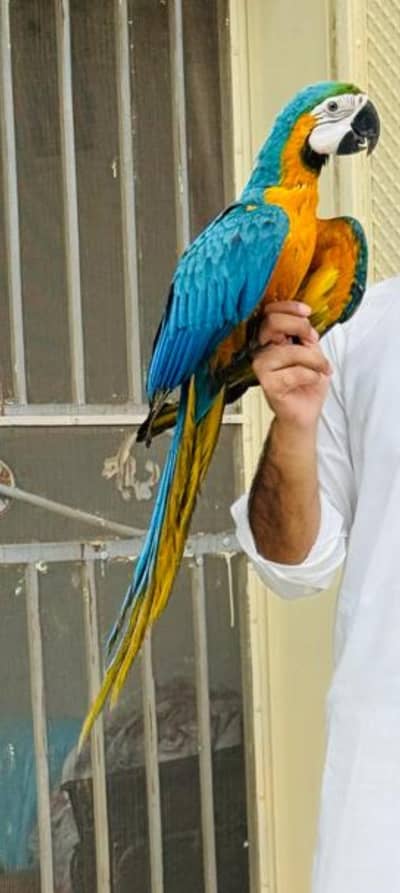 Blue Gold Macaw