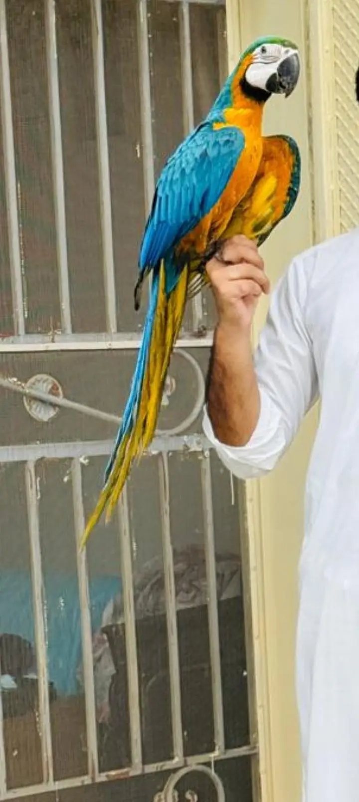 Blue Gold Macaw — photo 2