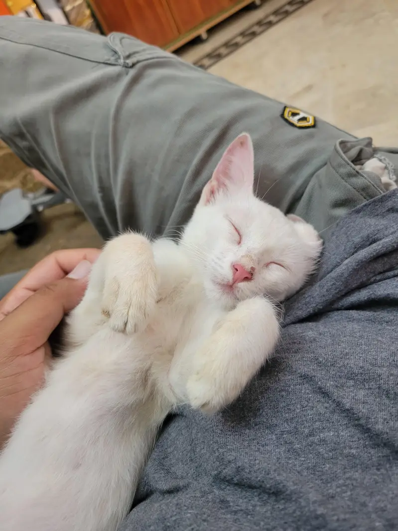 Fluff persian kitten Single coat — photo 2
