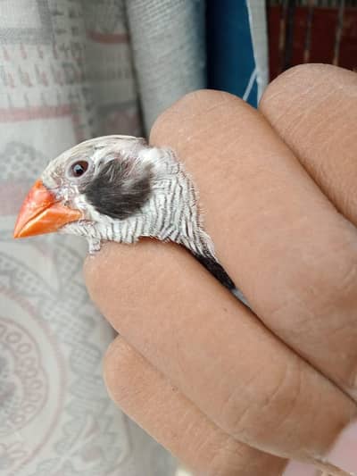 finches male