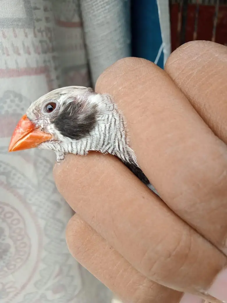finches male