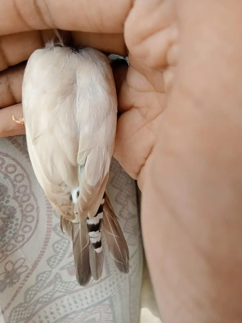 finches male — photo 2