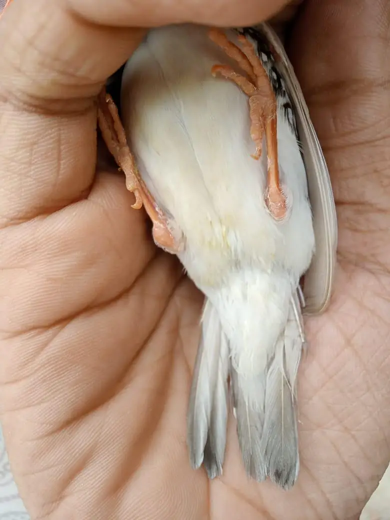finches male — photo 3