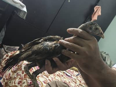 Aseel shamo chicks for sale