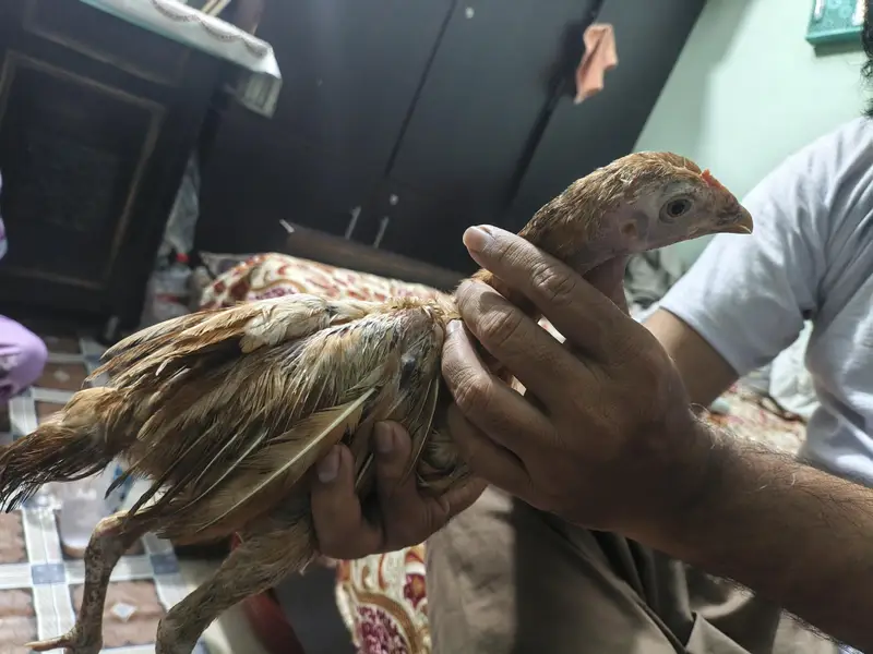Aseel shamo chicks for sale — photo 2