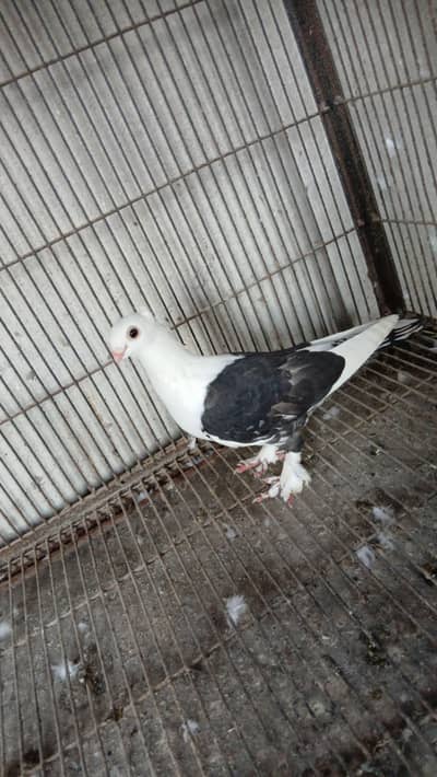 Black cherry male available 3417364953
