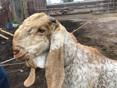Makhi Cheena Breeder for Sale - Nar Bakra - Goat