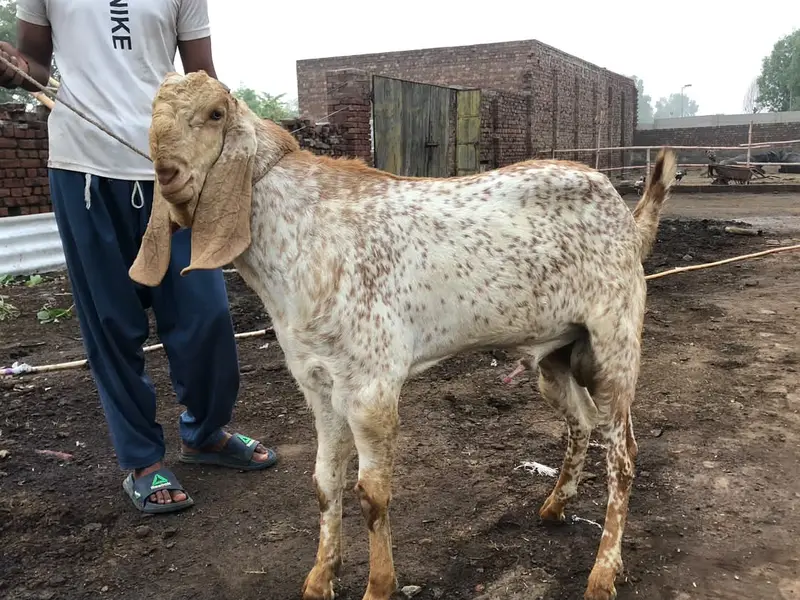 Makhi Cheena Breeder for Sale - Nar Bakra - Goat — photo 2
