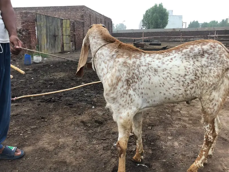 Makhi Cheena Breeder for Sale - Nar Bakra - Goat — photo 3