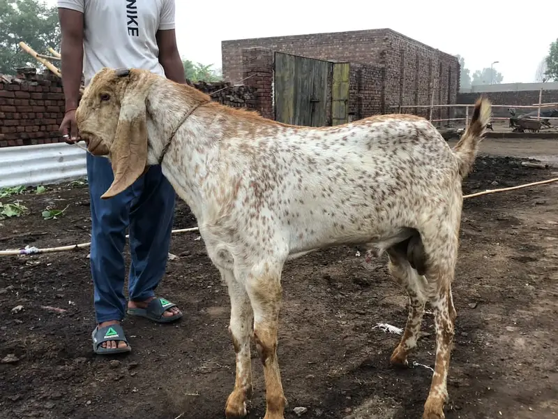 Makhi Cheena Breeder for Sale - Nar Bakra - Goat — photo 4