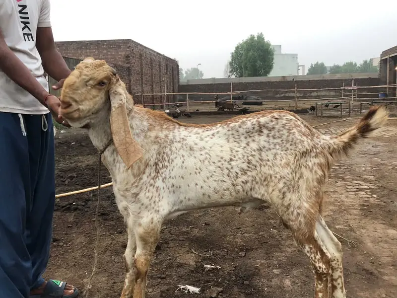 Makhi Cheena Breeder for Sale - Nar Bakra - Goat — photo 5