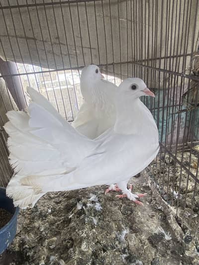 Lakka pair