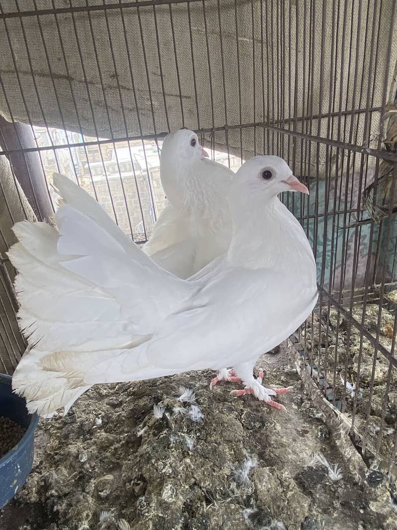 Lakka pair 0