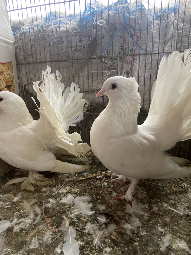 Lakka pair 1