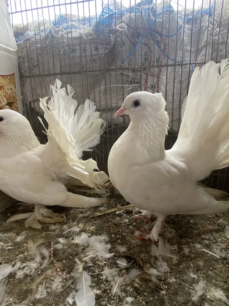 Lakka pair — photo 2