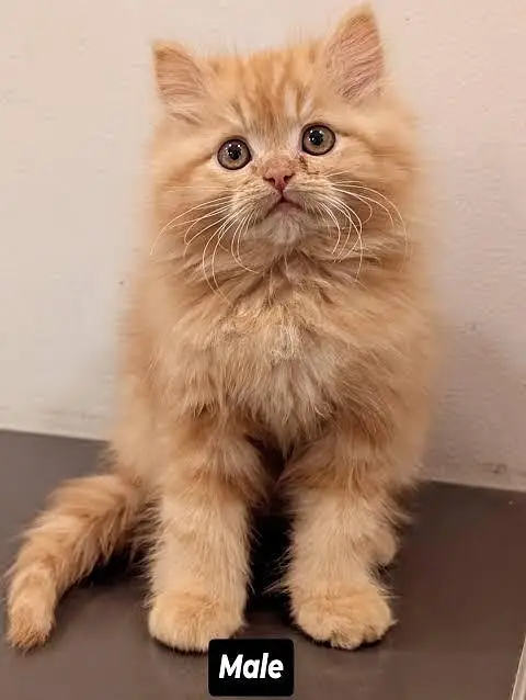 Persian kittens. Whatapp//037046////02354 — photo 3