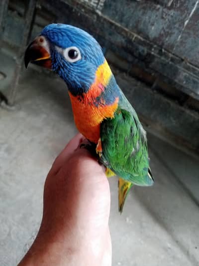 Lory self baby / 03156376925