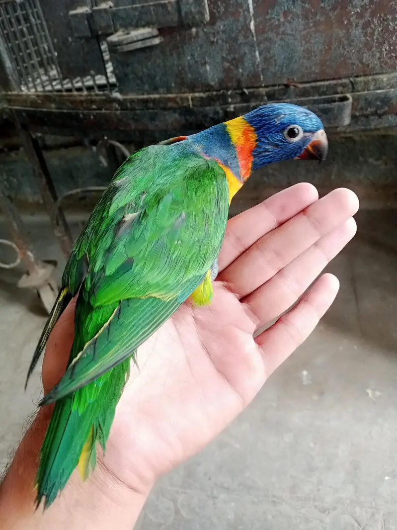 Lory self baby / 03156376925 — photo 2