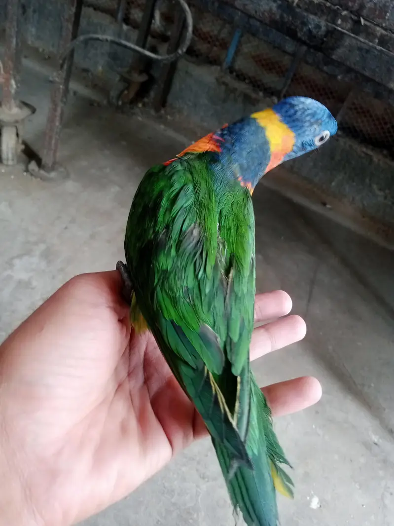 Lory self baby / 03156376925 — photo 3